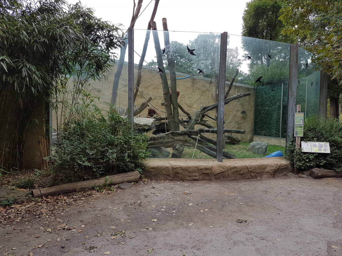 Boerneo orang utan outdoor-enclosure