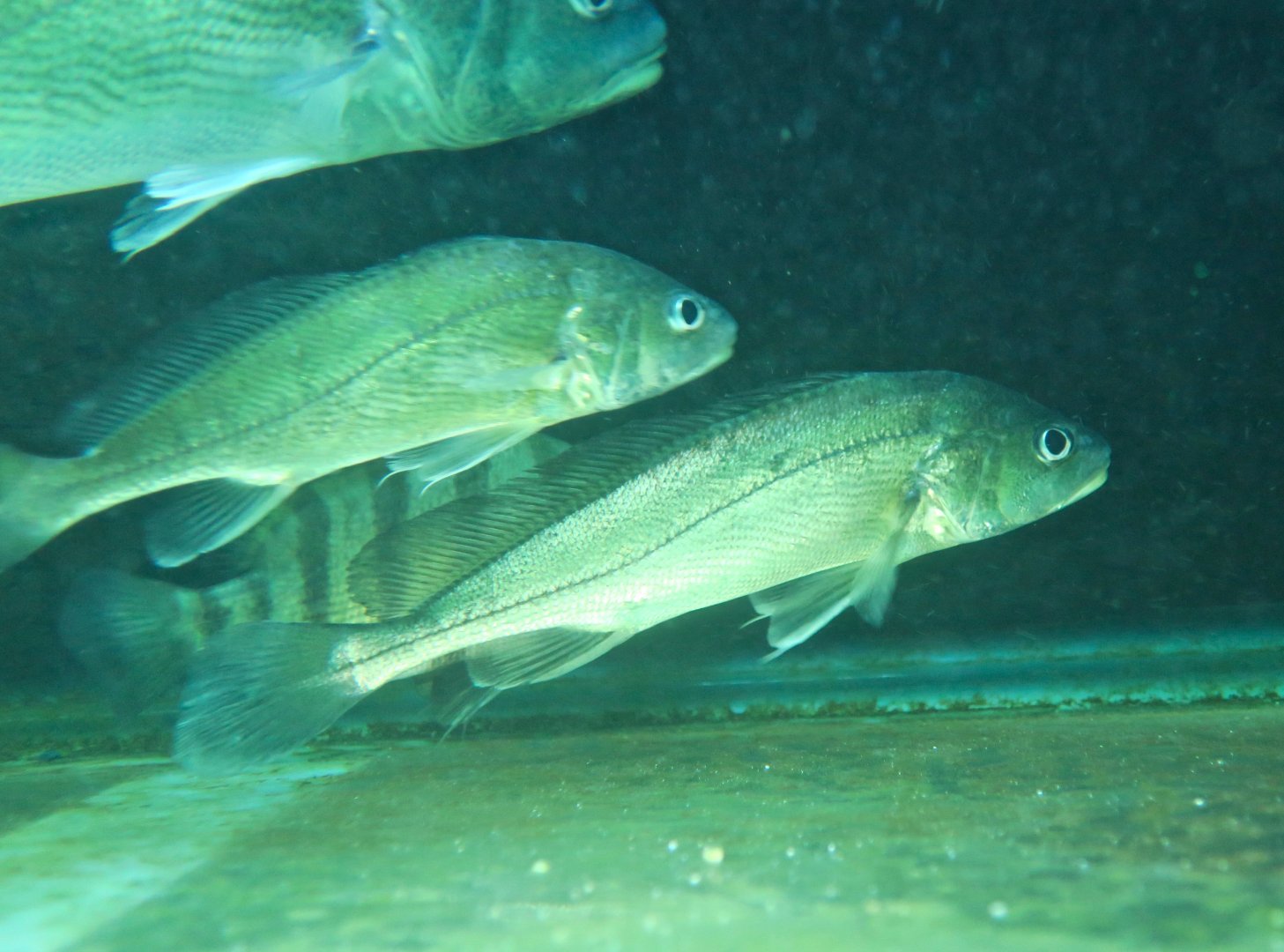 Boeseman Croaker (Boesemania microlepis)