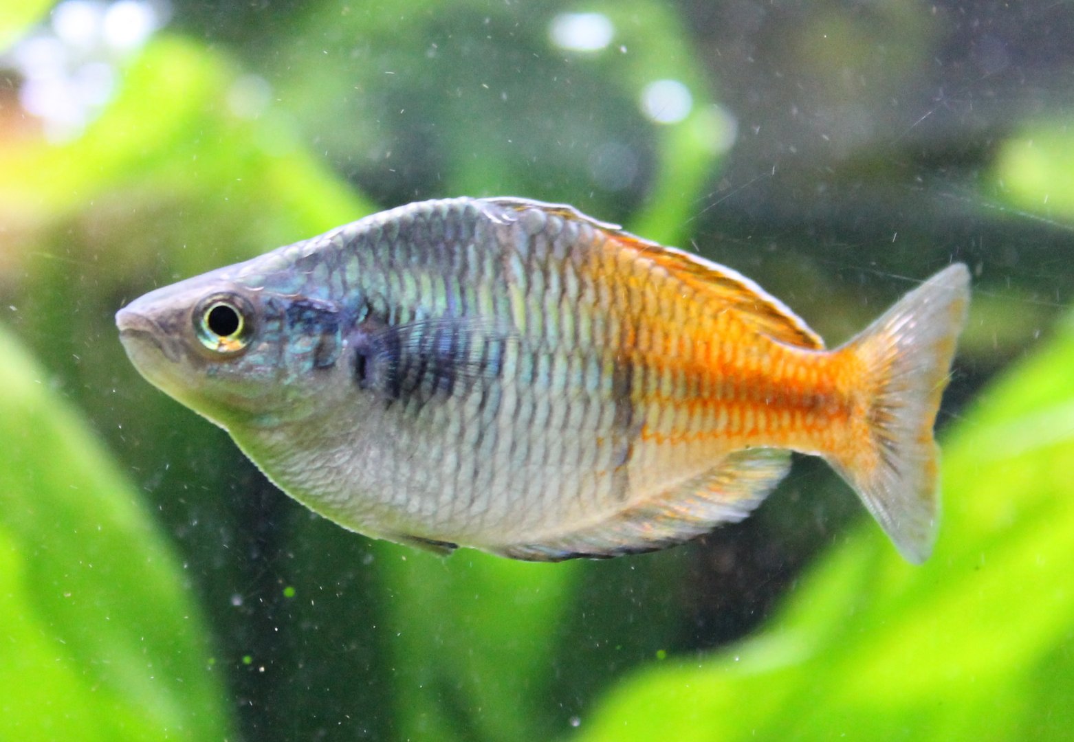 Boeseman rainbowfish