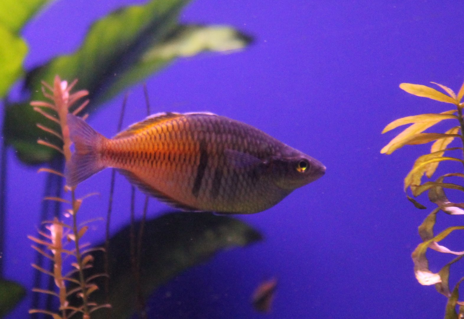 Boeseman rainbowfish