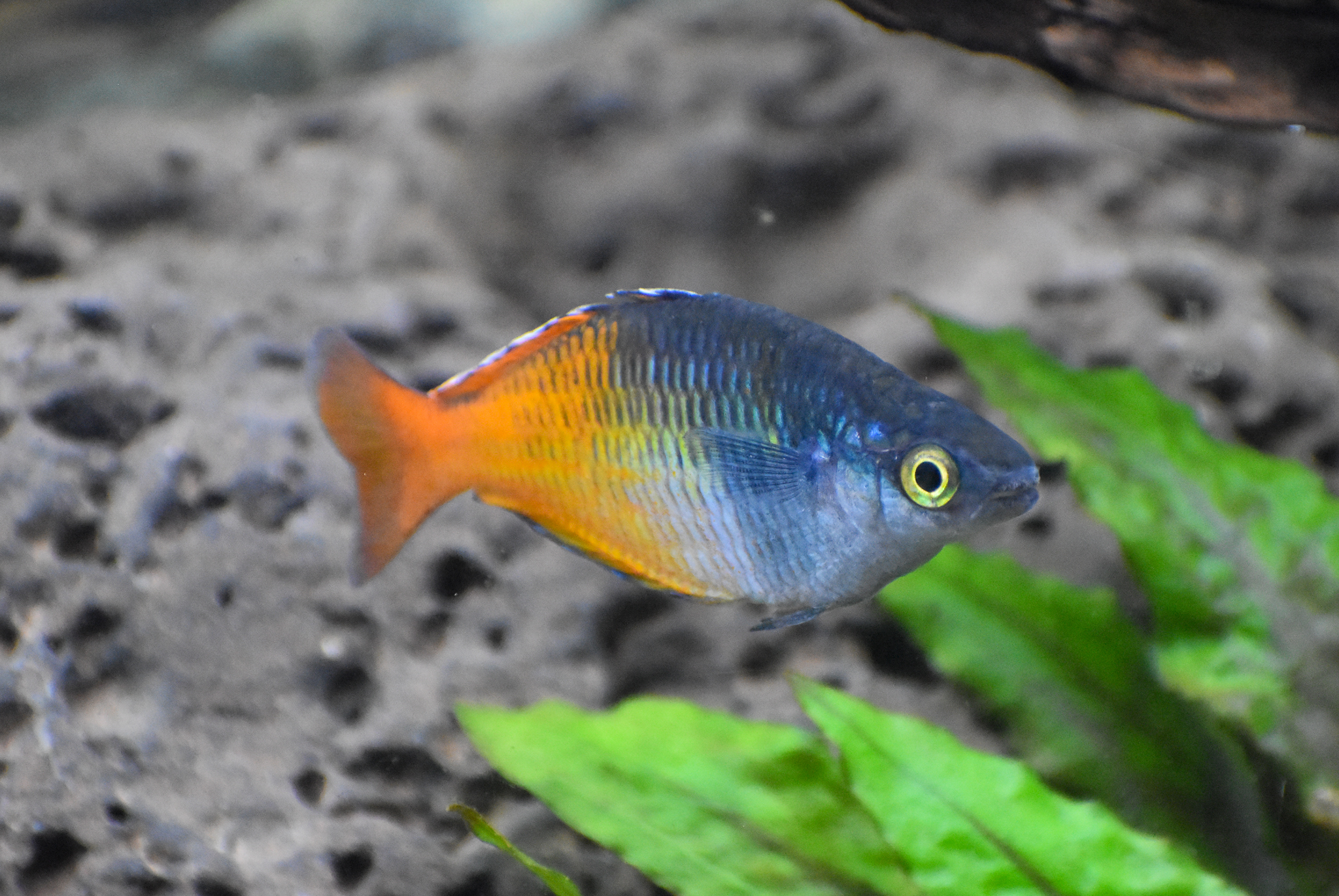 Boesemani Rainbowfish