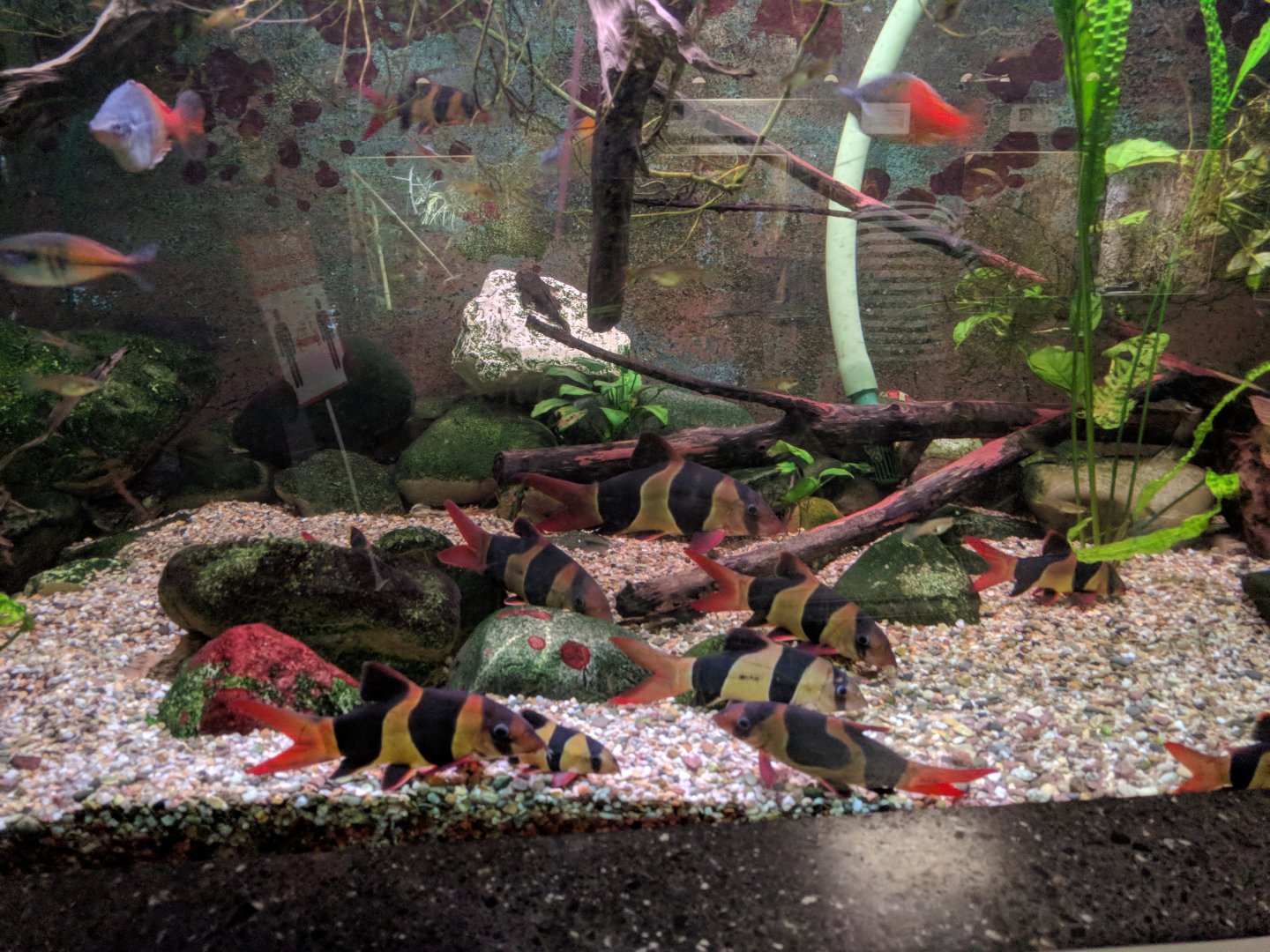 Boesemanns Rainbowfish and barb tank