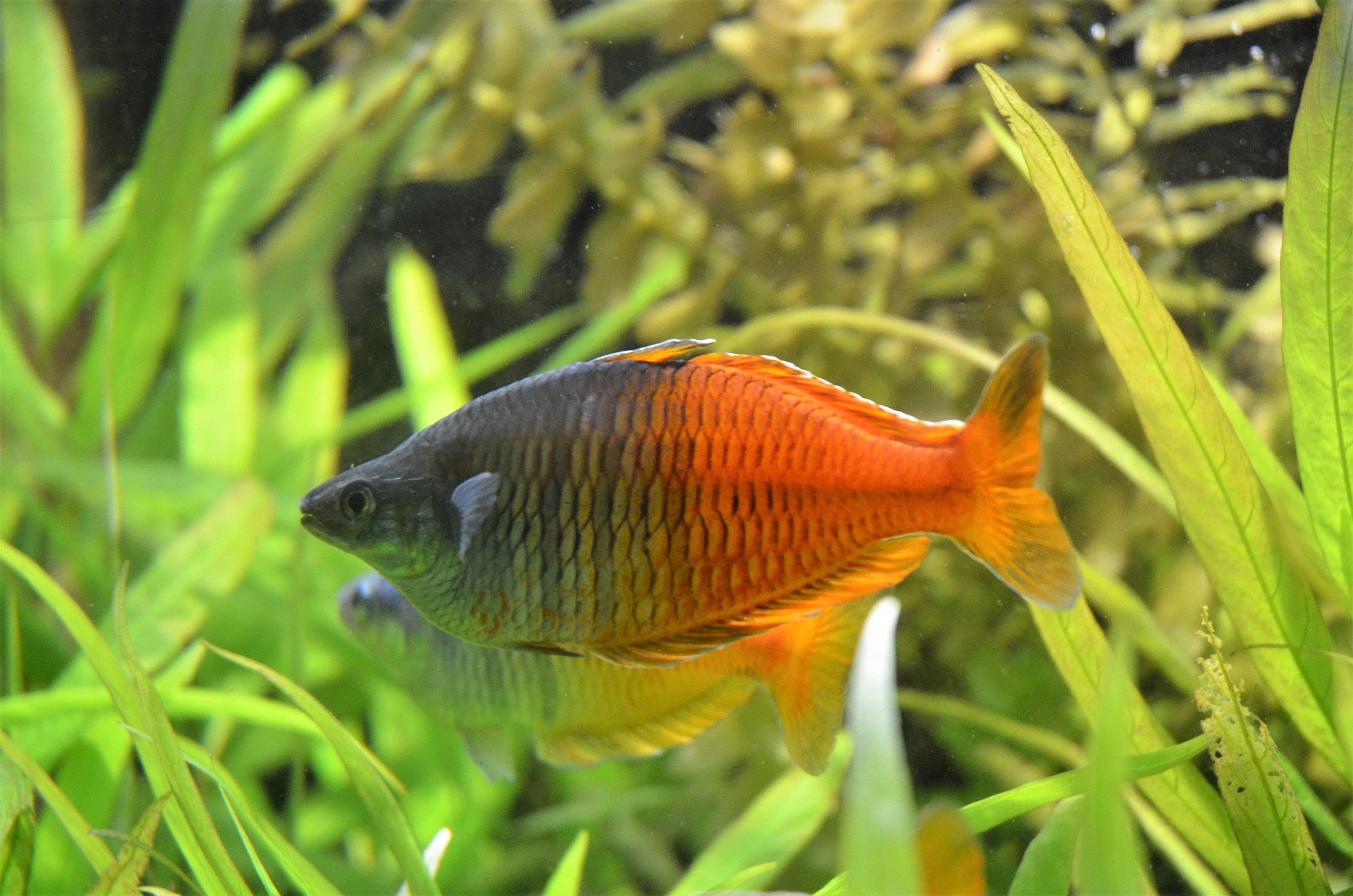 Boeseman's Rainbowfish at Wuppertal, 16/06/19