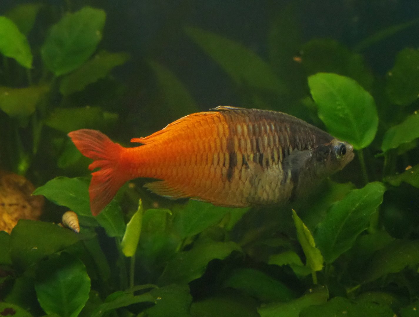 Boeseman's rainbowfish (Melanotaenia boesemani), 2020-07-14