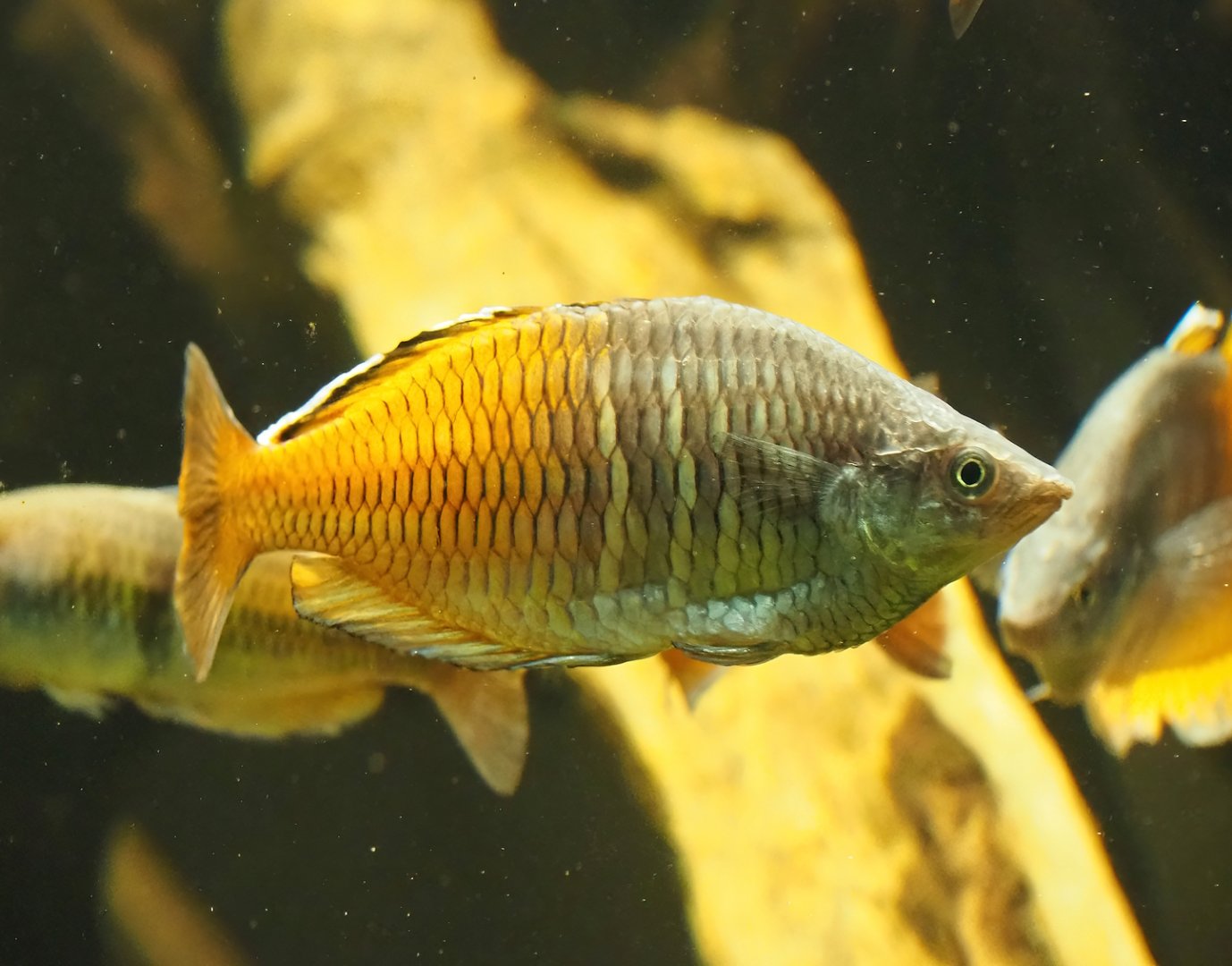 Boeseman's rainbowfish (Melanotaenia boesemani), 2023-08-17