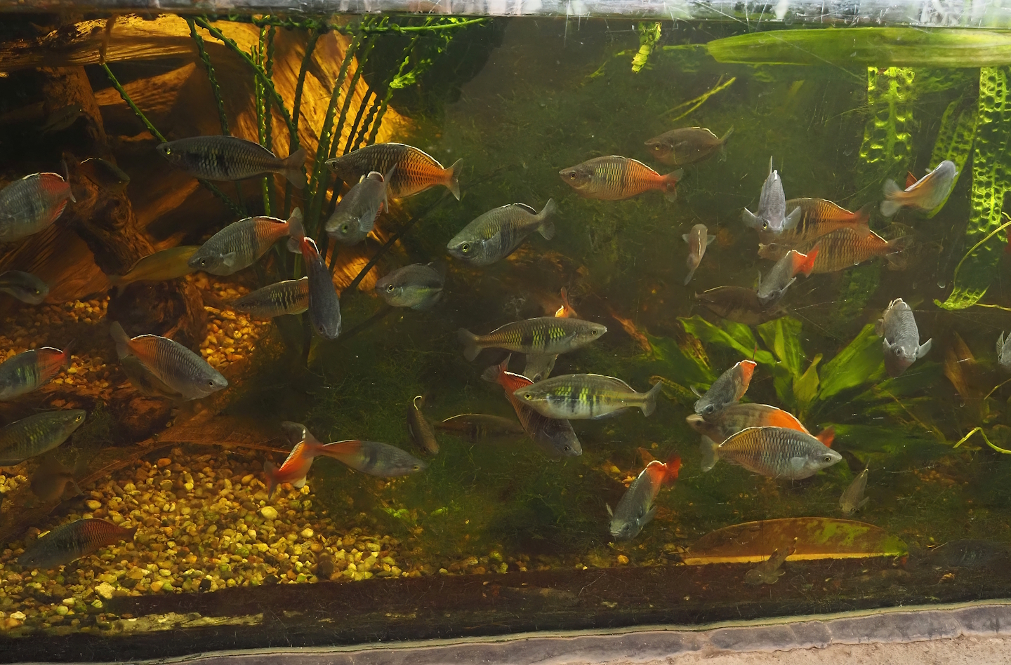 Boeseman's rainbowfish (Melanotaenia boesemani), 2025-05-22