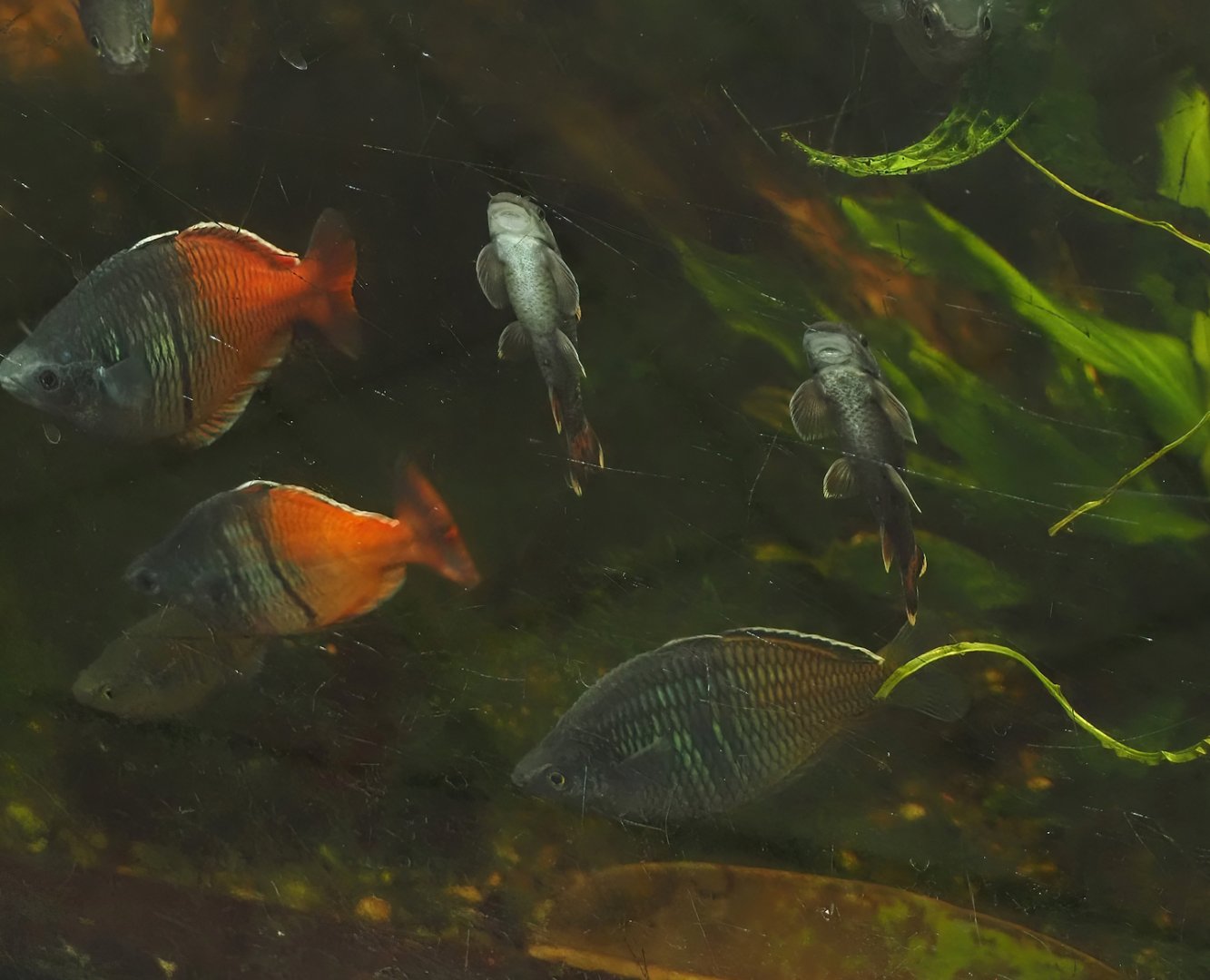 Boeseman's rainbowfish (Melanotaenia boesemani) and Panda Garras (Garra flavatra), 2025-05-22