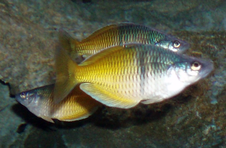Boeseman's Rainbowfish (Melanotaenia boesemani)