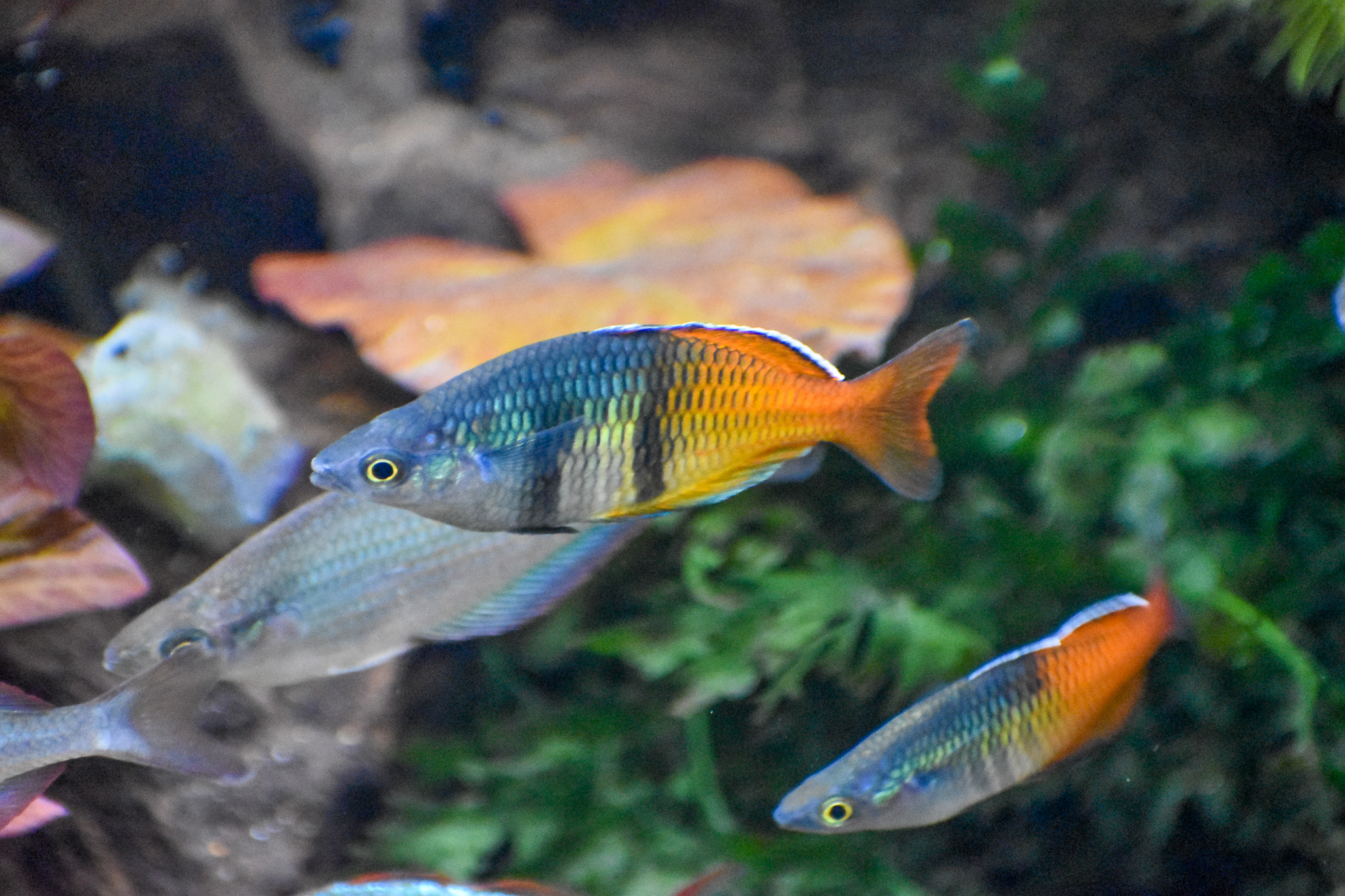 Boeseman's Rainbowfish (Melanotaenia boesemani)
