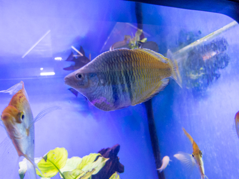 Boeseman's rainbowfish (Melanotaenia boesemani)