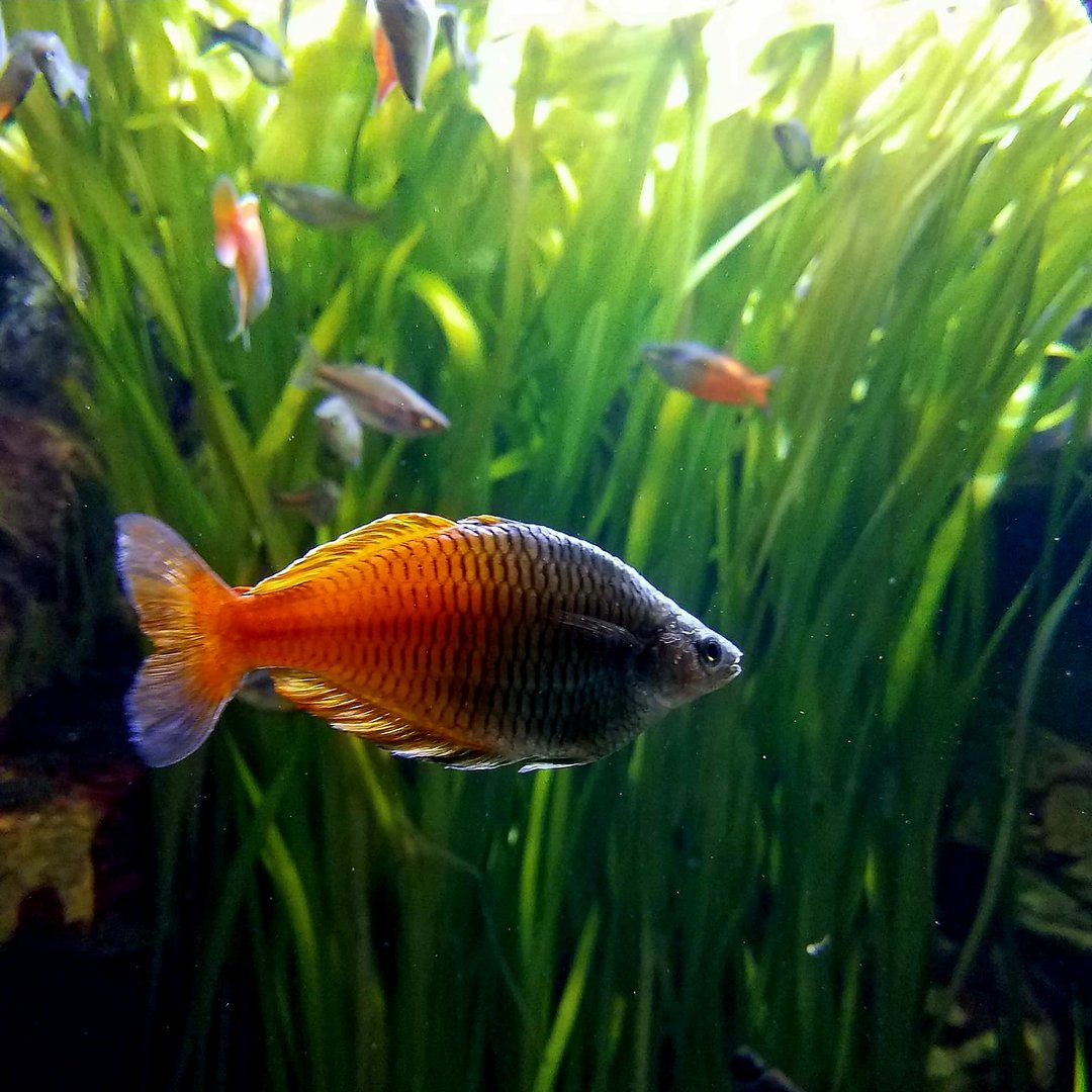 Boeseman's Rainbowfish (Melanotaenia boesemani)