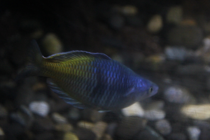 Boeseman's rainbowfish (Melanotaenia boesemani)