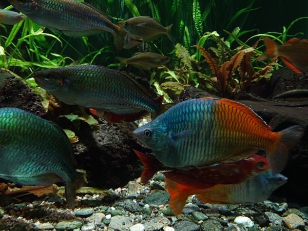 Boeseman's rainbowfish (Melanotaenia boesemani)