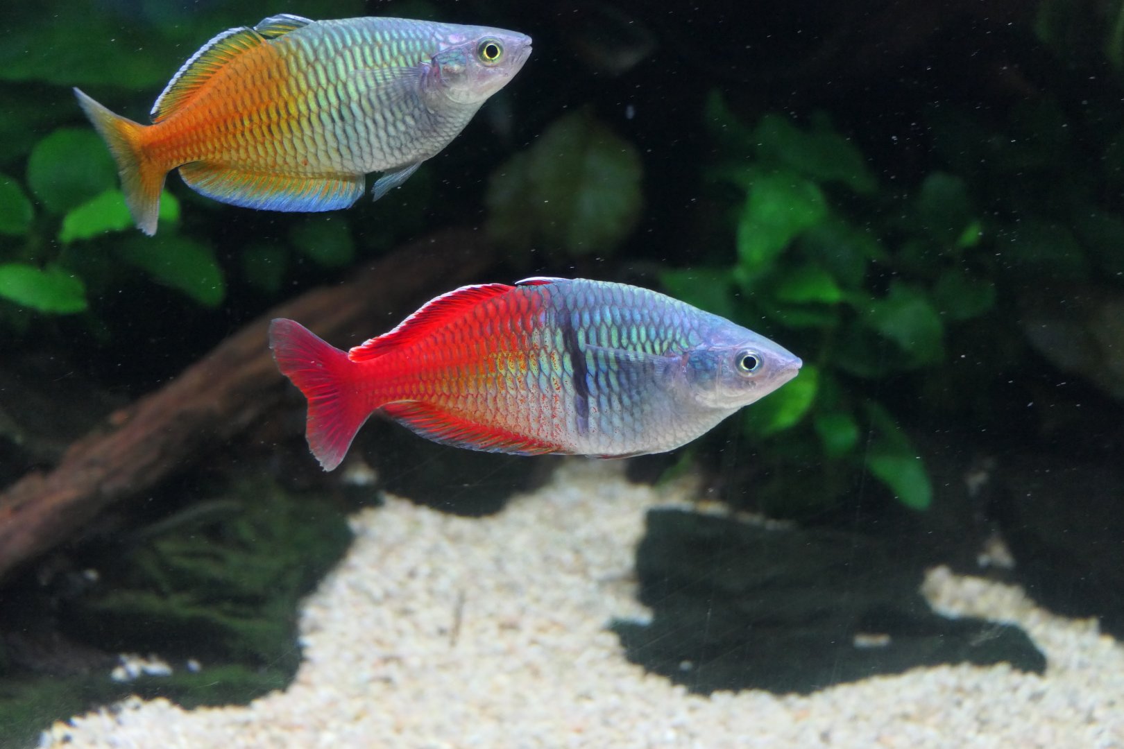 Boeseman's Rainbowfish (Melanotaenia boesemani)