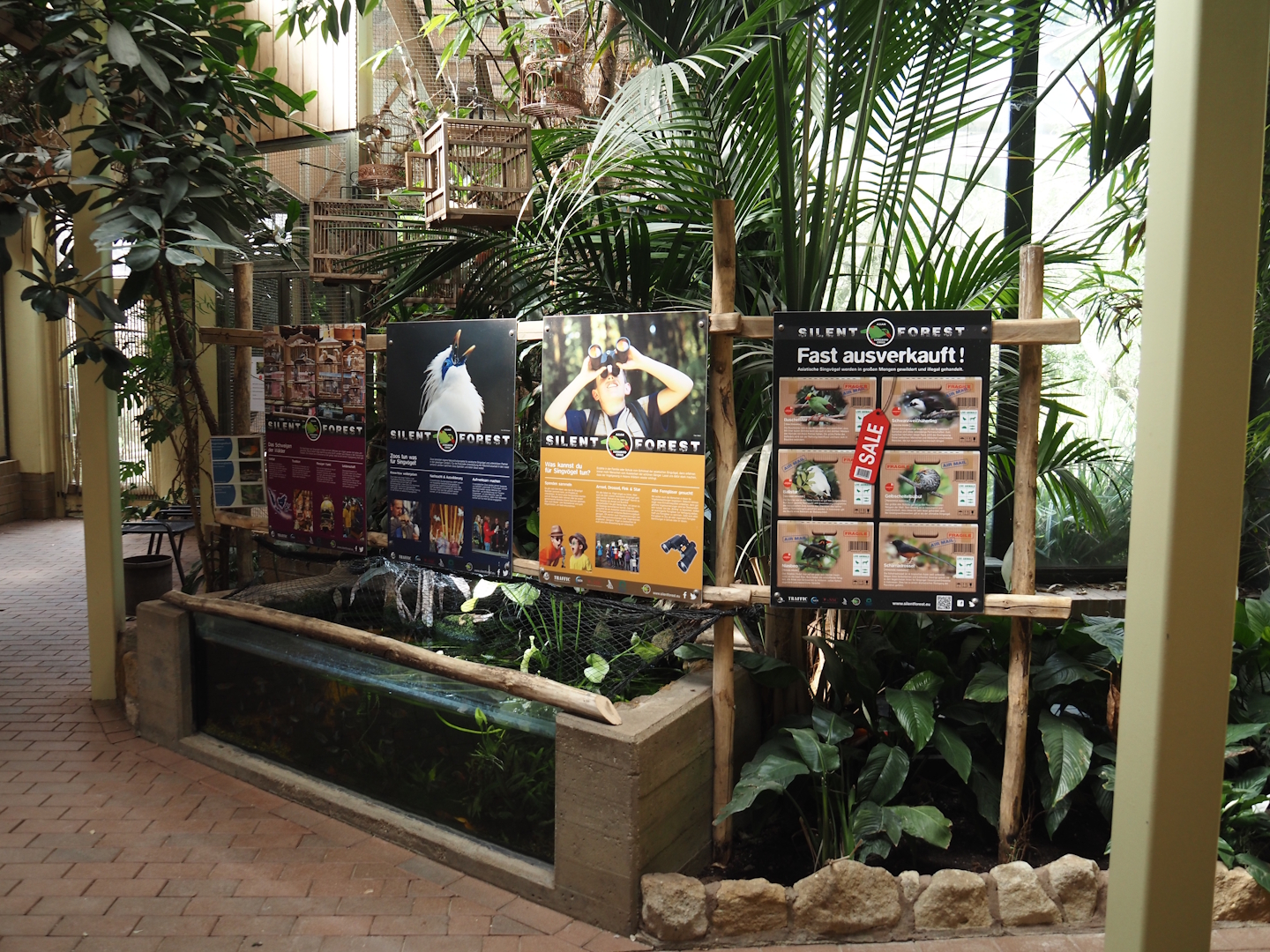 Boeseman's rainbowfish, Panda garra and Amano shrimp tank and Silent Forest campaign signage in the bird house, 2025-05-22