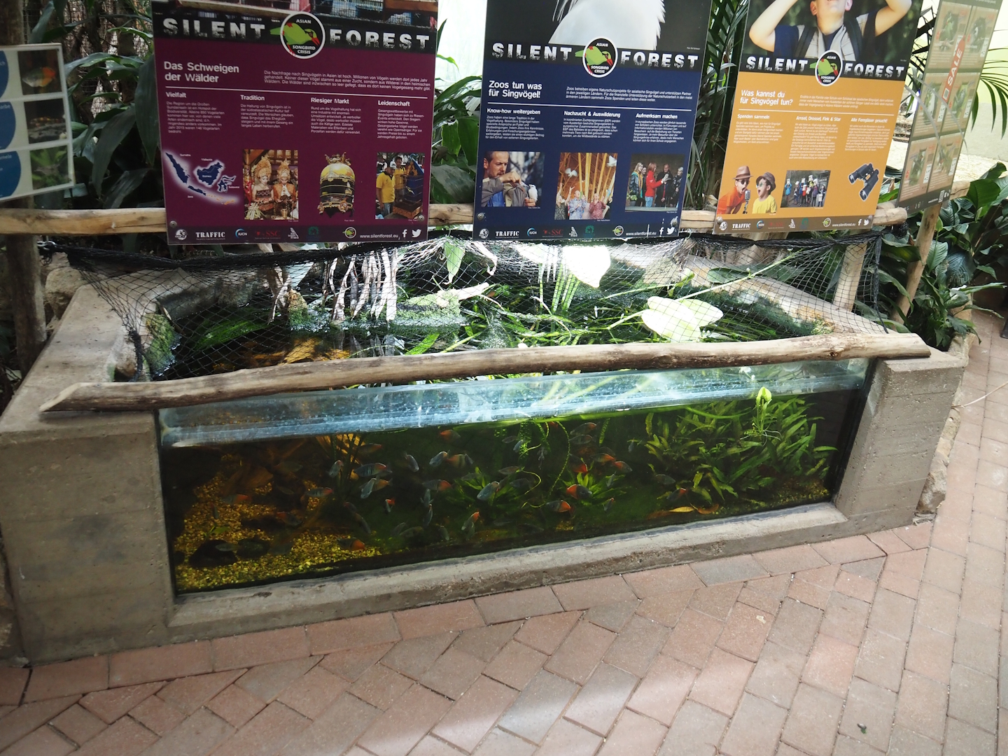 Boeseman's rainbowfish, Panda garra and Amano shrimp tank and Silent Forest campaign signage in the bird house, 2025-05-22