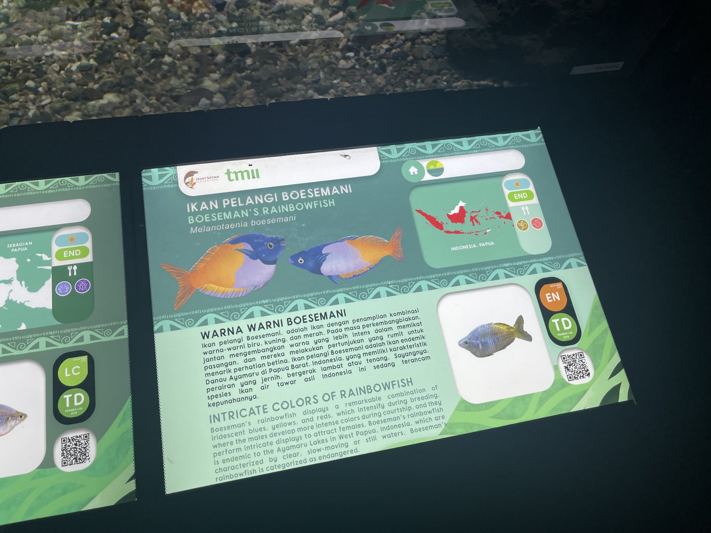 boeseman’s rainbowfish signage - dunia air tawar