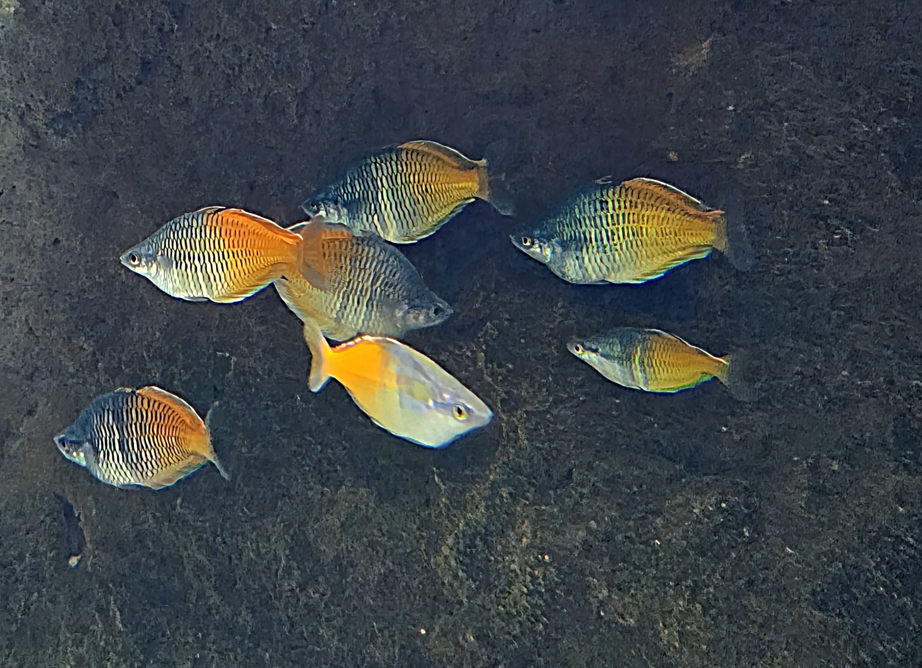 Boeseman's Rainbowfish - Zoo Knoxville