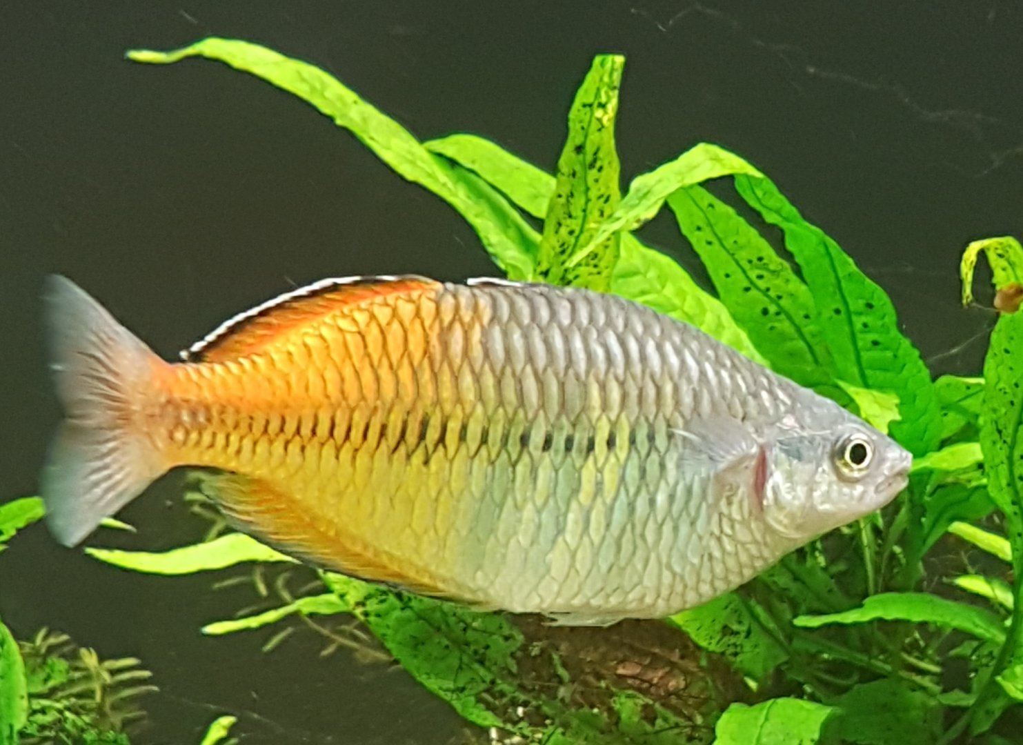 Boeseman's rainbowfish