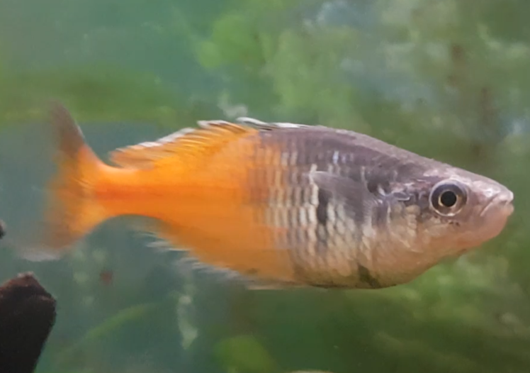 Boeseman's rainbowfish