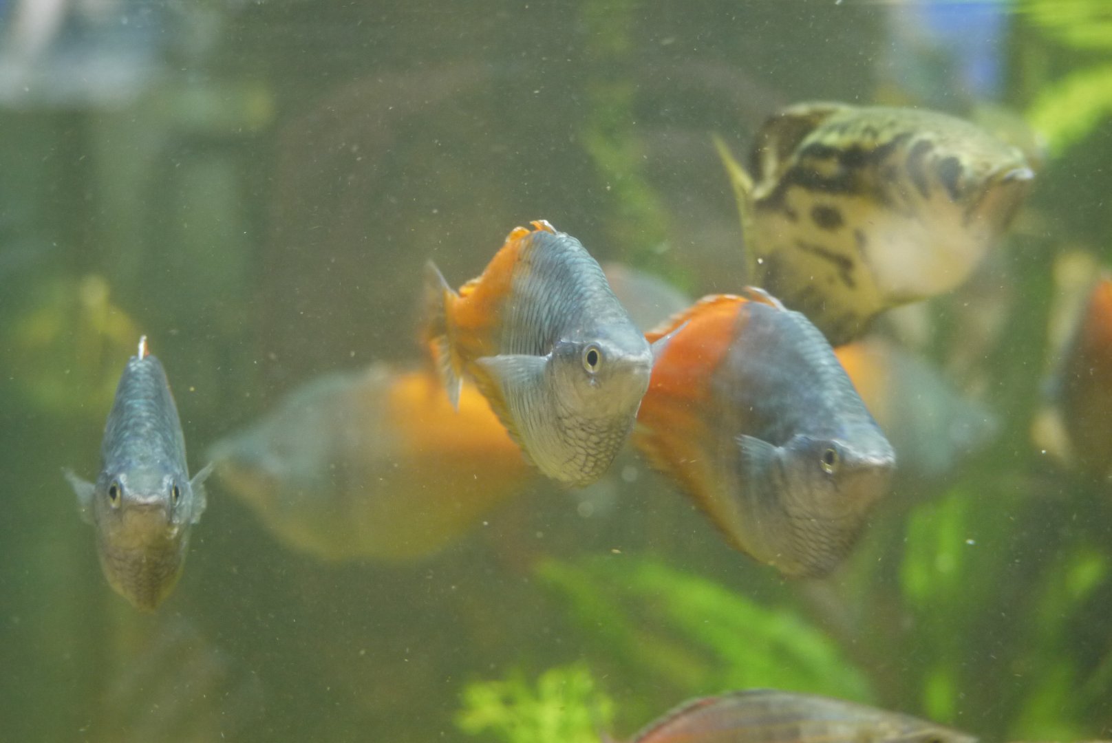 Boeseman's Rainbowfish