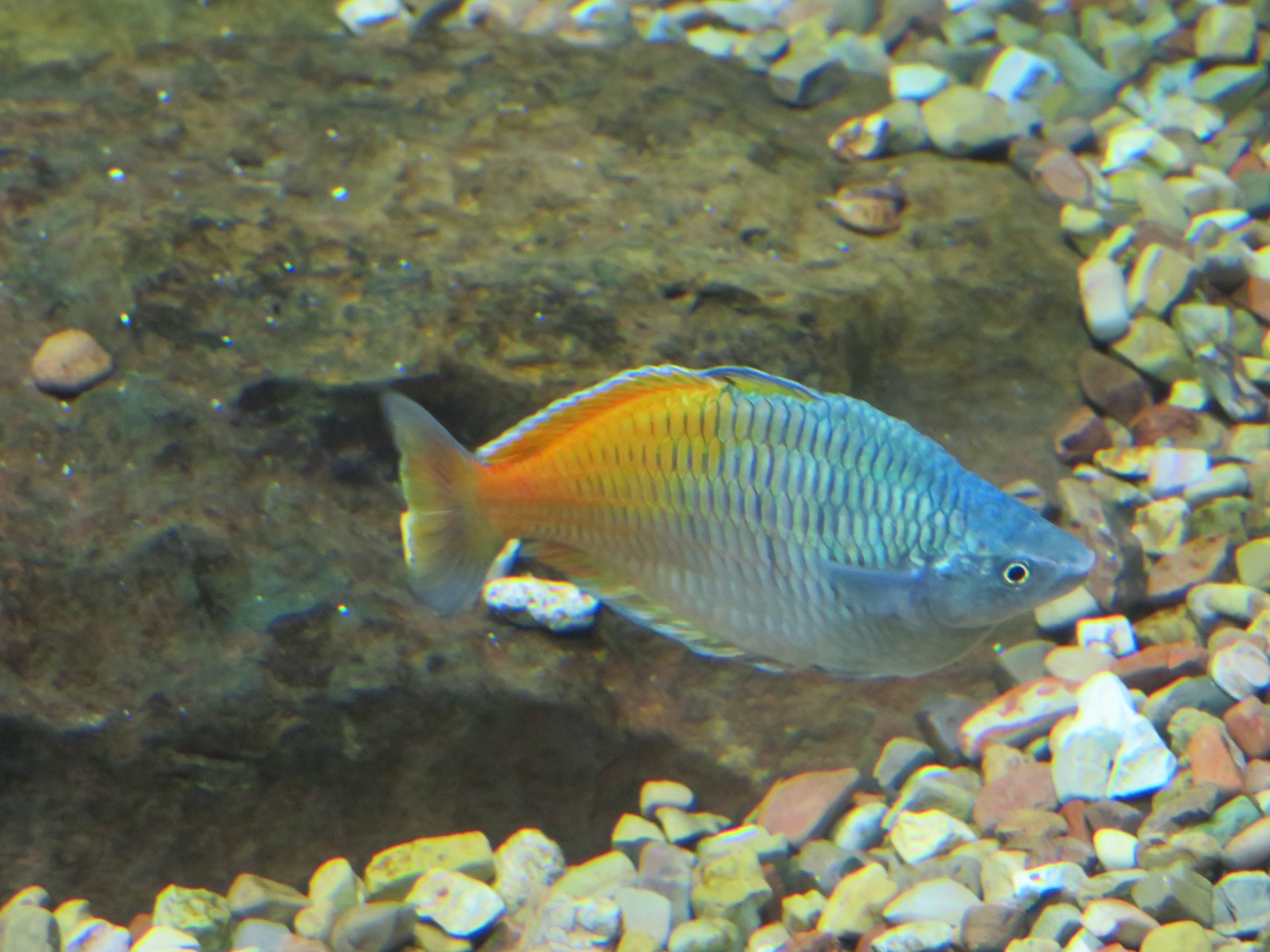 Boeseman's Rainbowfish