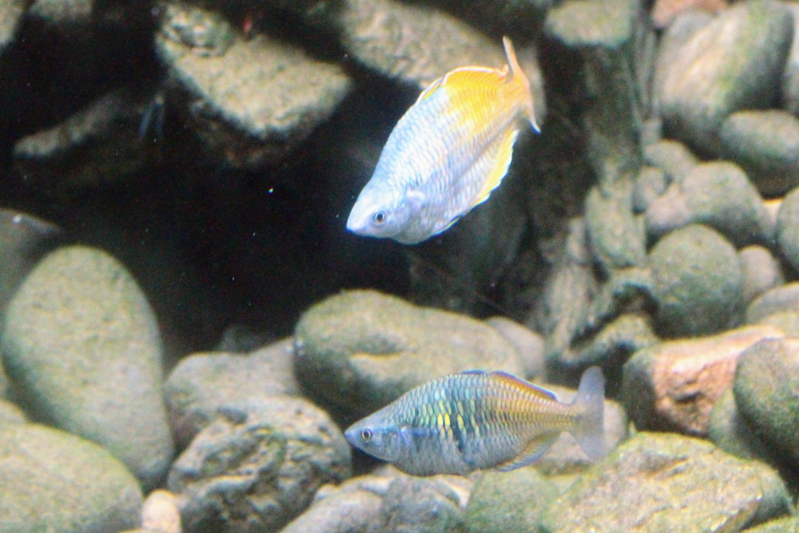 Boeseman's Rainbowfish