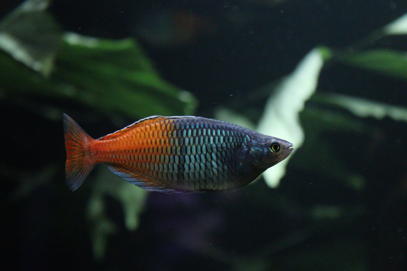 Boeseman's Rainbowfish