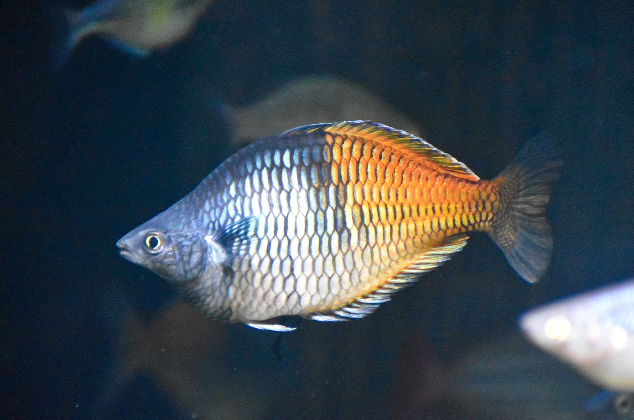 Boeseman's Rainbowfish