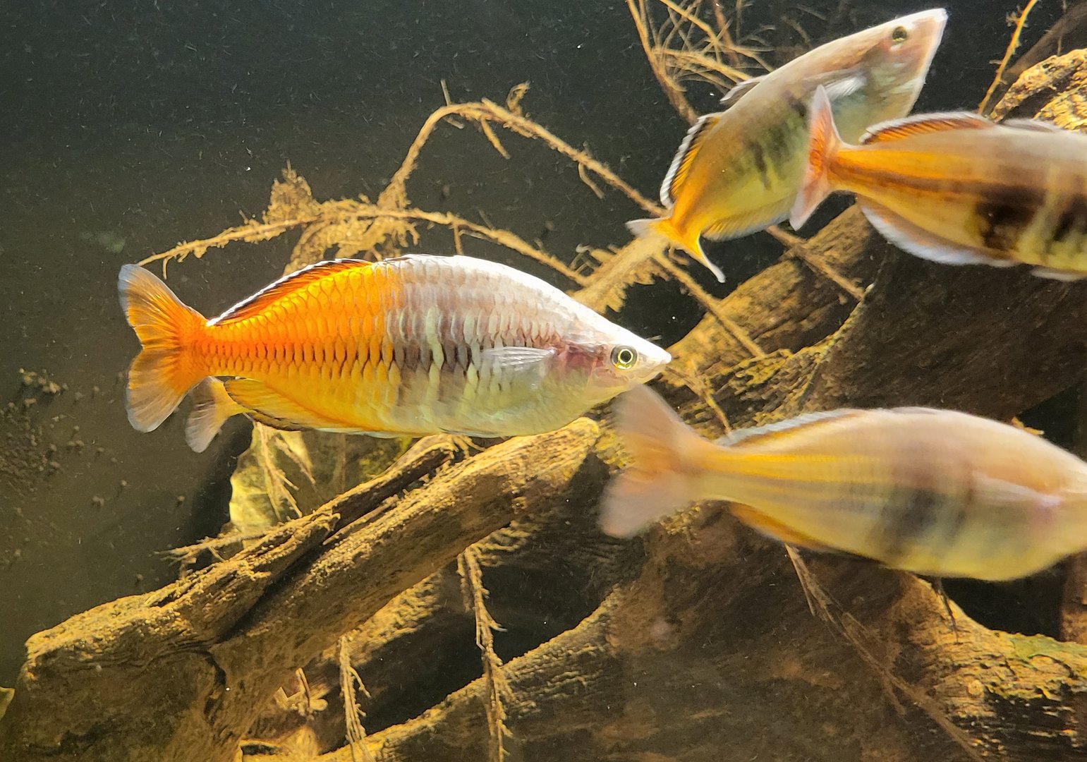 Boeseman's rainbowfishes
