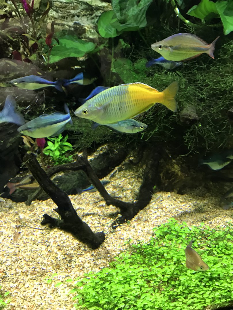 Boeseman's/turquoise/banded rainbowfish