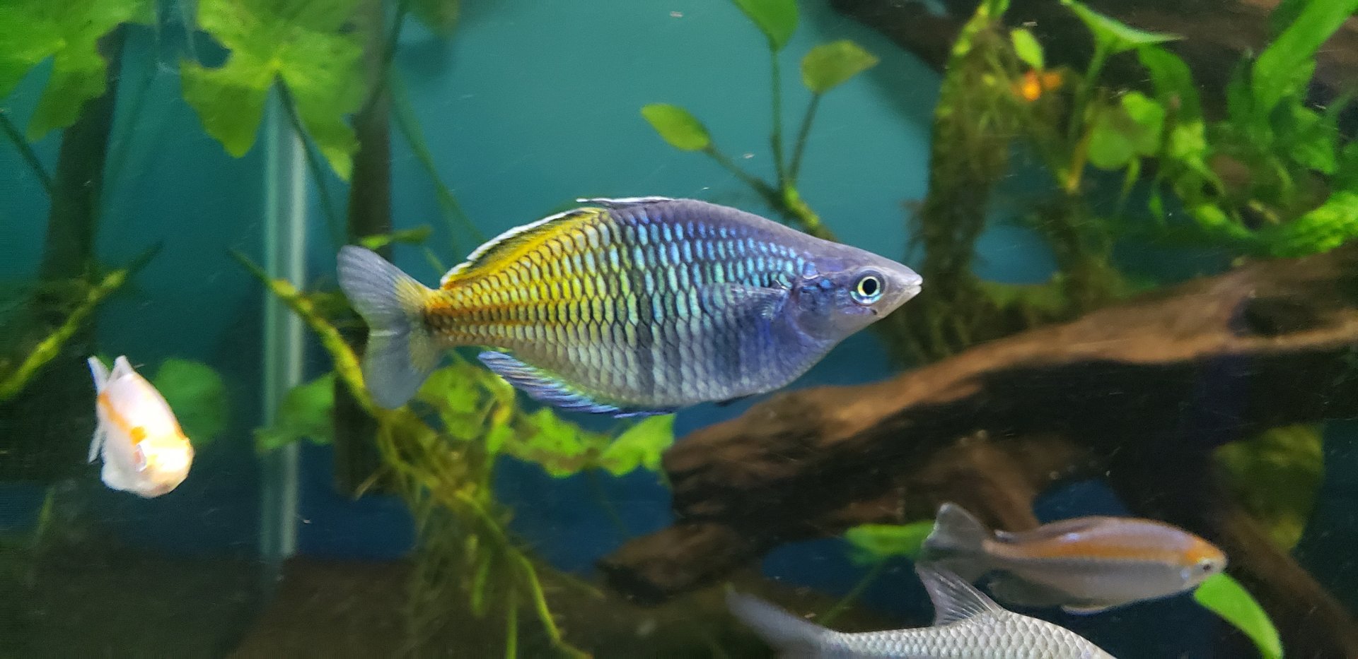Boesmani Rainbowfish