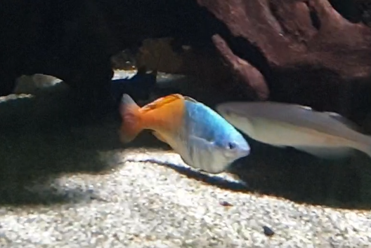 Boesman's rainbowfish
