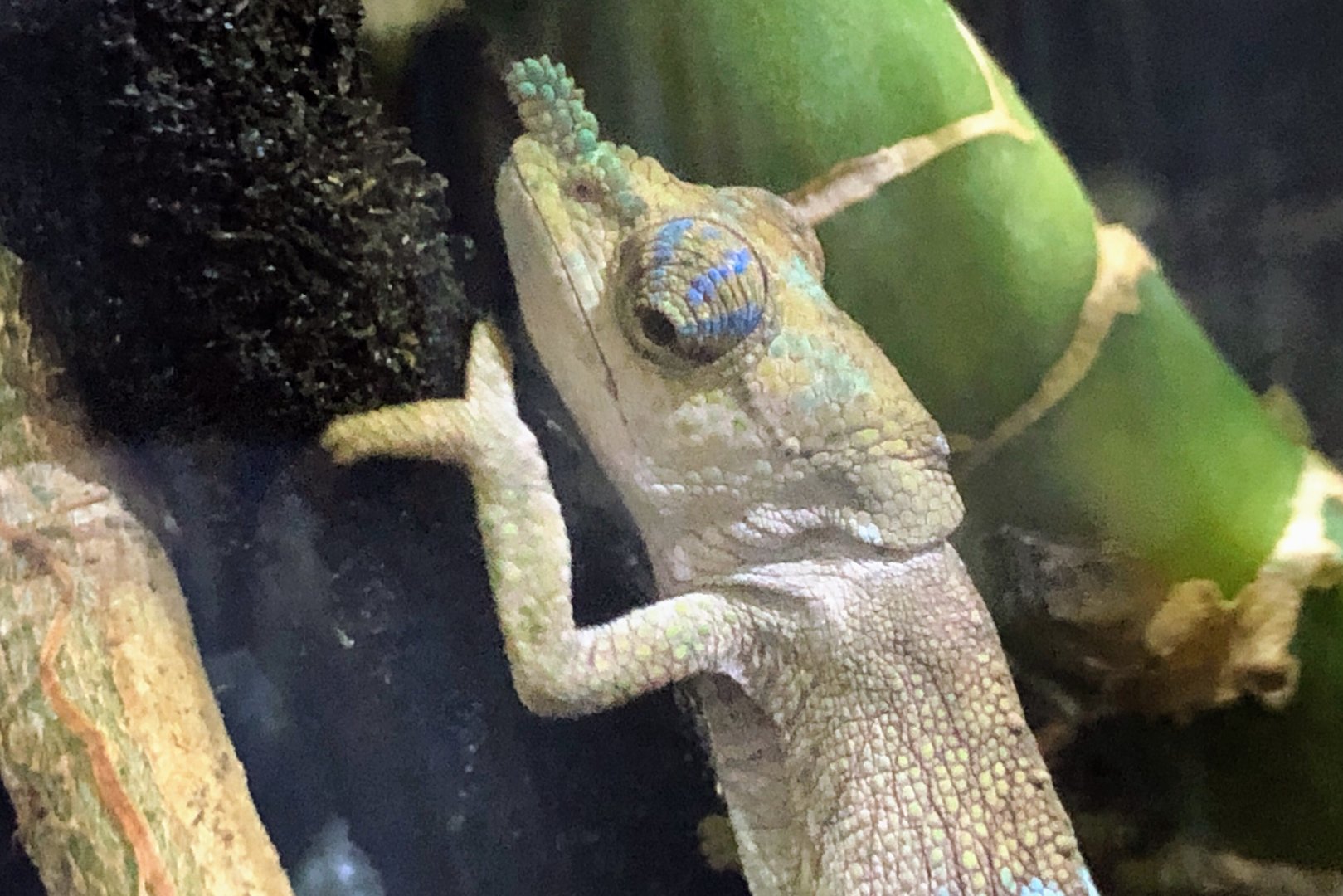 Boettger’s Chameleon