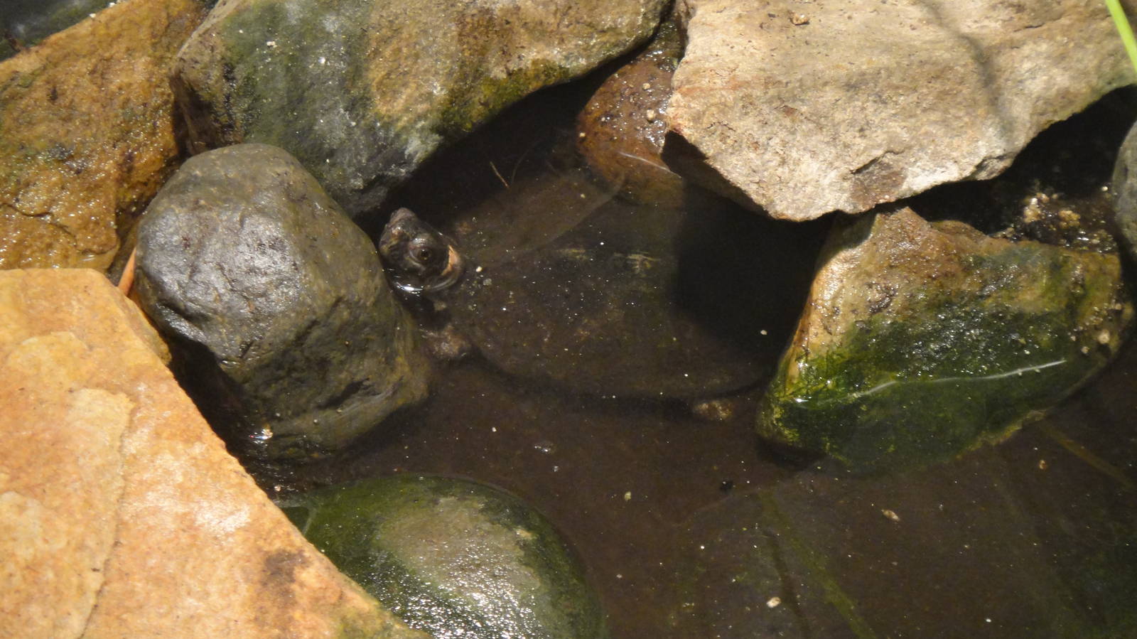 Bog turtle at Philadelphia zoo 2015-03-08