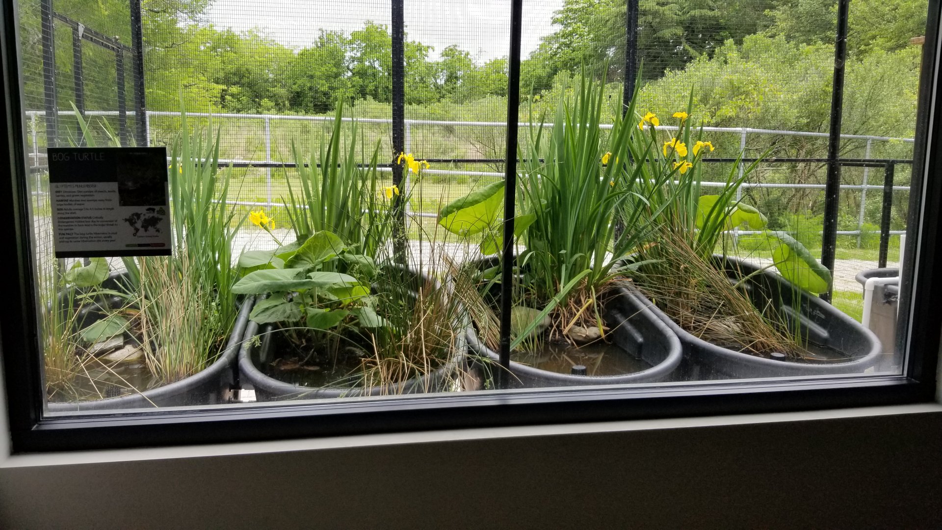 Bog Turtle exhibit
