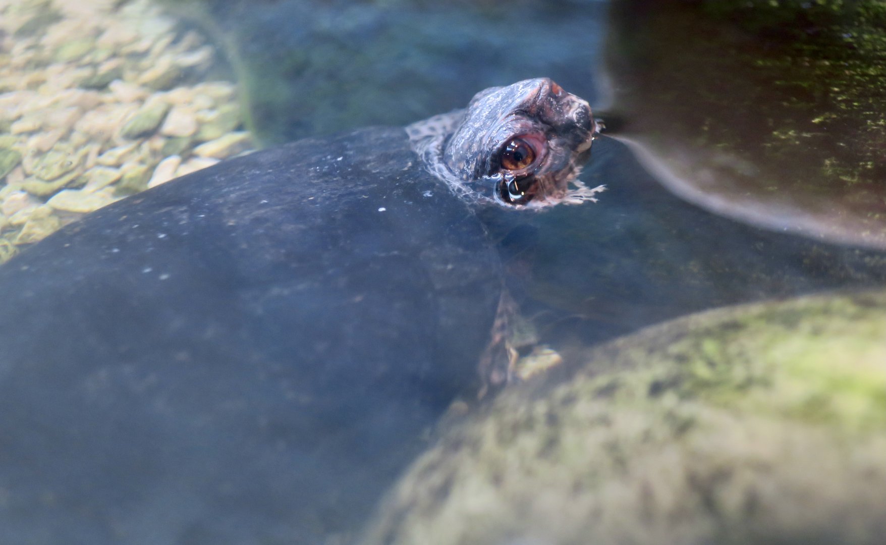 Bog Turtle (Glyptemys muhlenbergii) - Cold Spring Harbor Fish Hatchery & Aquarium
