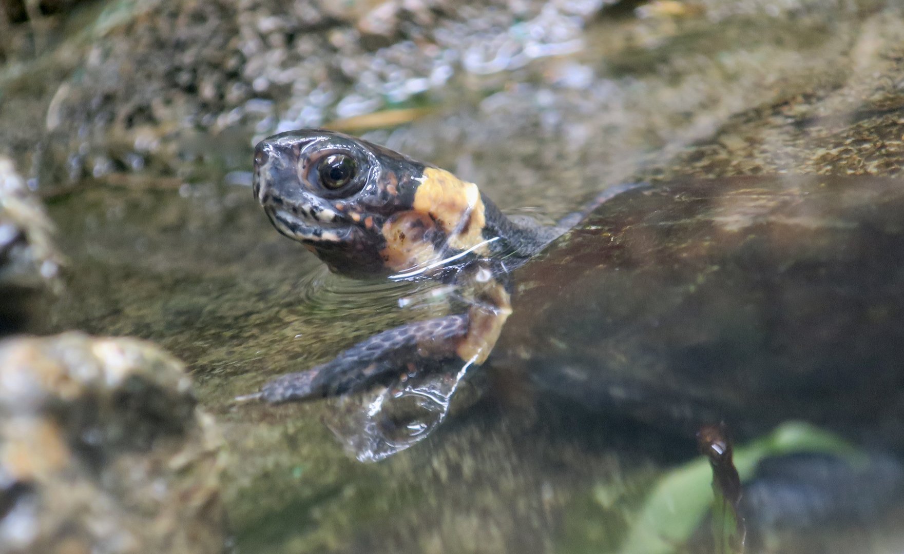 Bog Turtle (Glyptemys muhlenbergii)