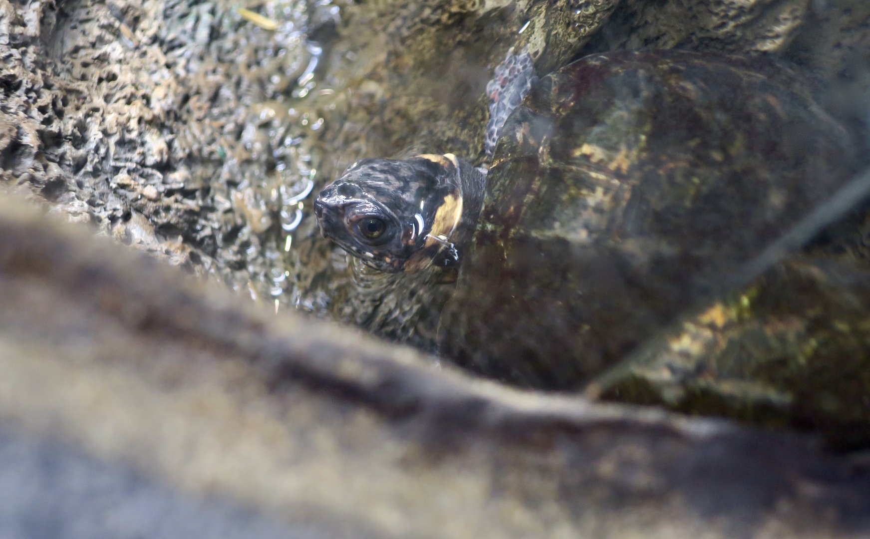 Bog Turtle (Glyptemys muhlenbergii)