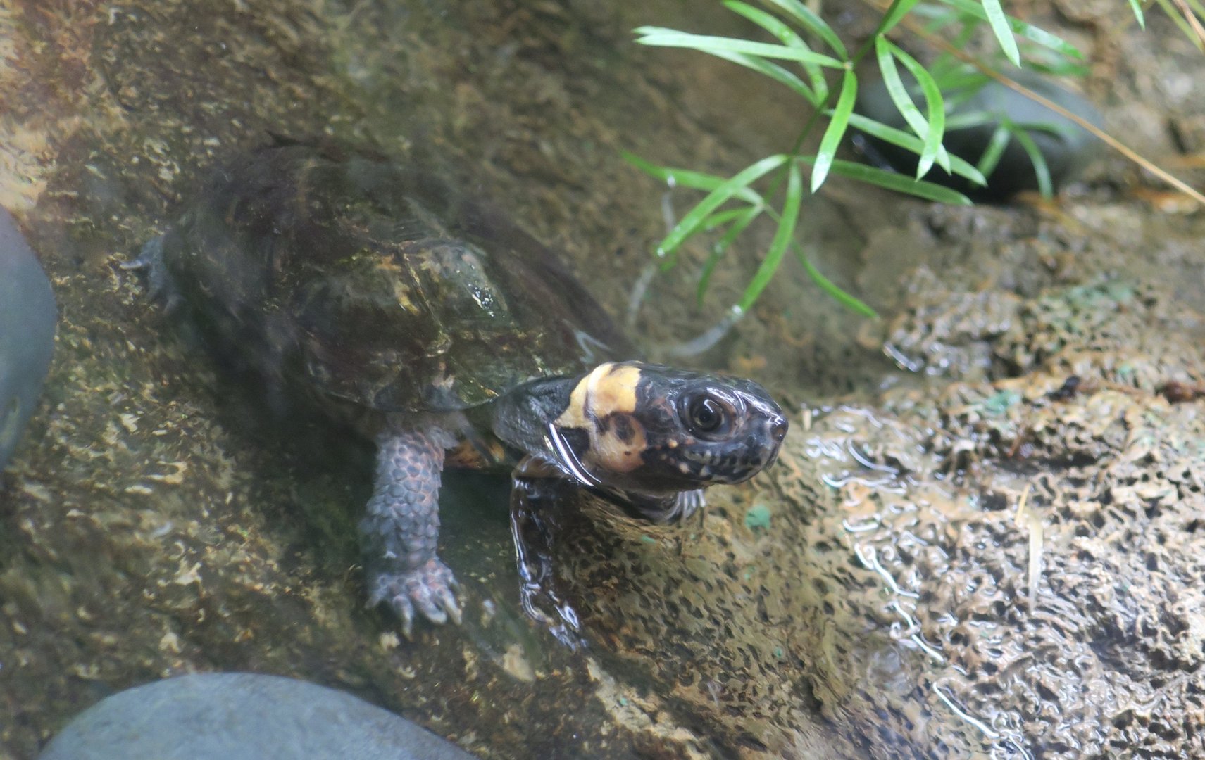 Bog Turtle (Glyptemys muhlenbergii)