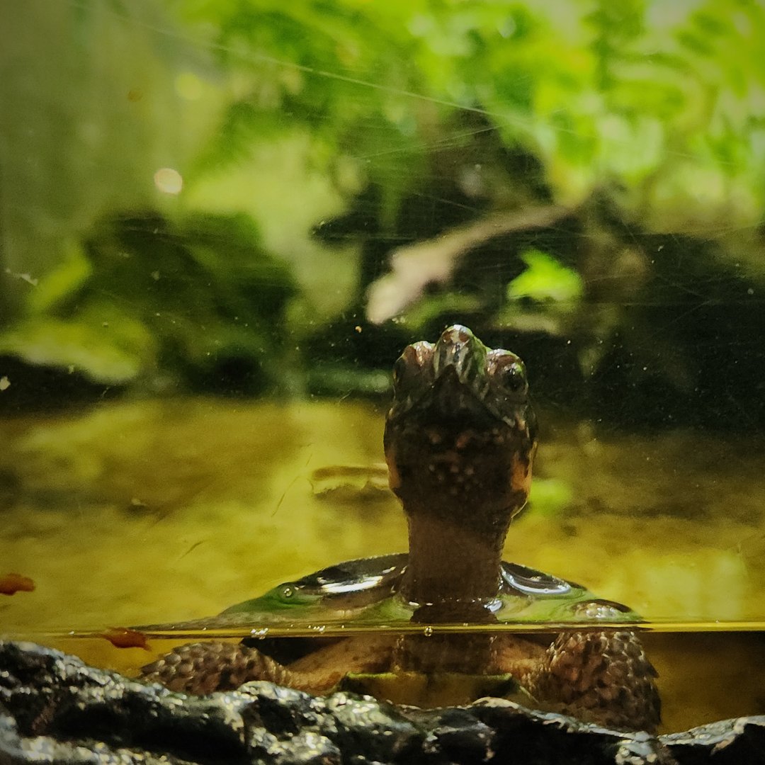 Bog Turtle (Glyptemys muhlenbergii)