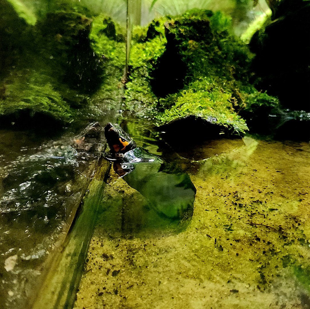 Bog Turtle (Glyptemys muhlenbergii)