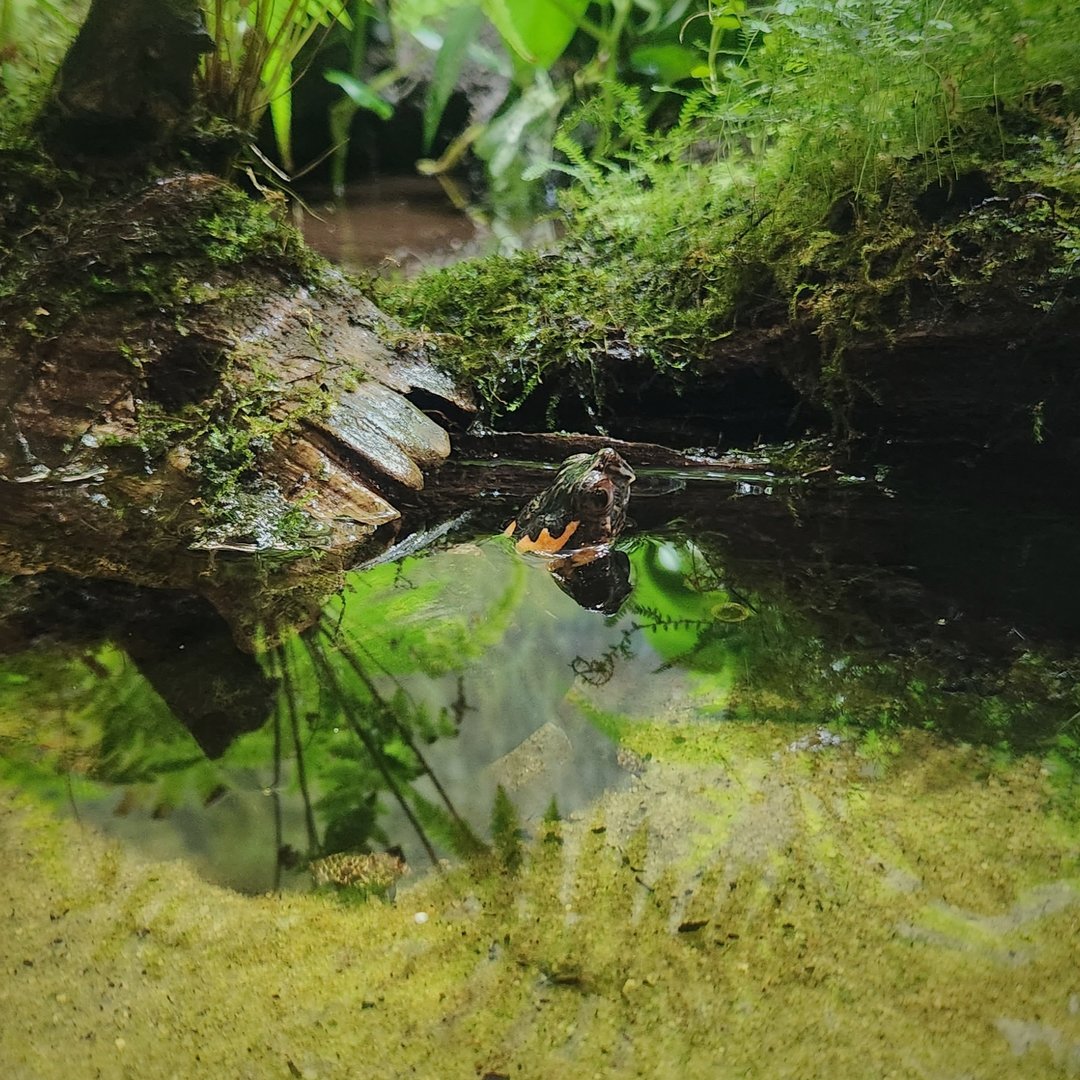 Bog Turtle (Glyptemys muhlenbergii)