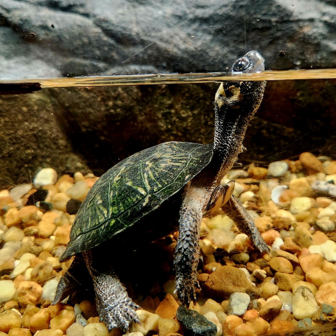Bog Turtle (Glyptemys muhlenbergii)