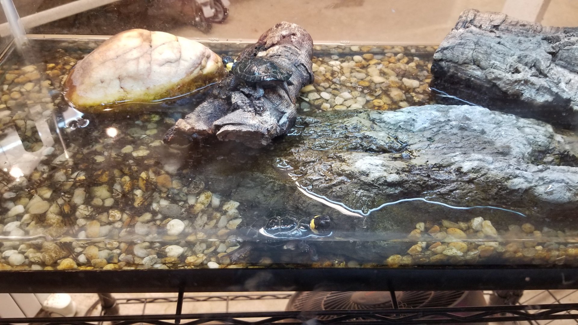 Bog Turtles, 2 years old