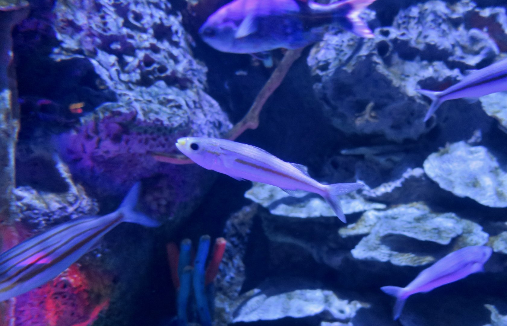 Boga (Haemulon vittatum)