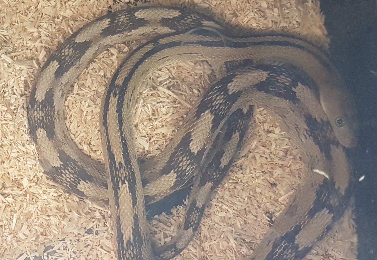 Bogertophis subocularis