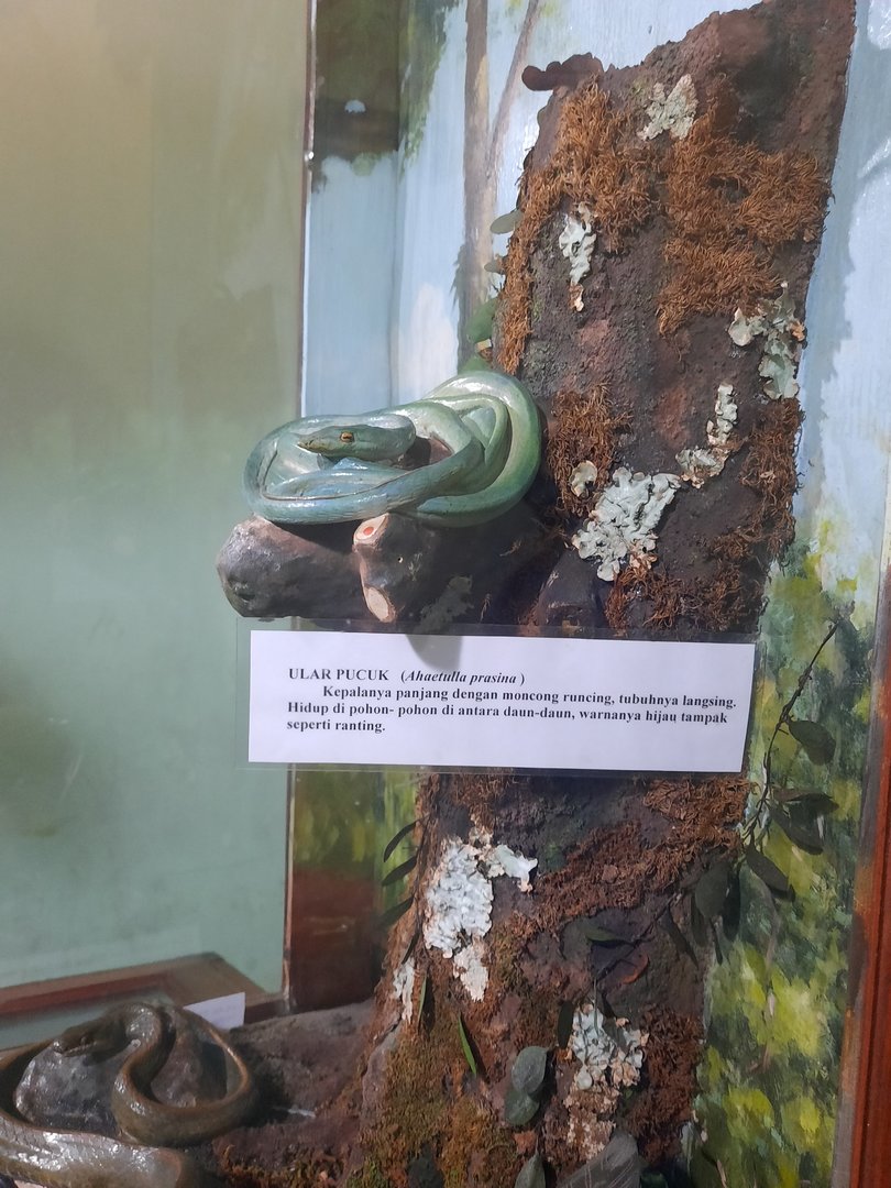 Bogor Zoology Museum - Asian vine snake (Ahaetulla prasina)