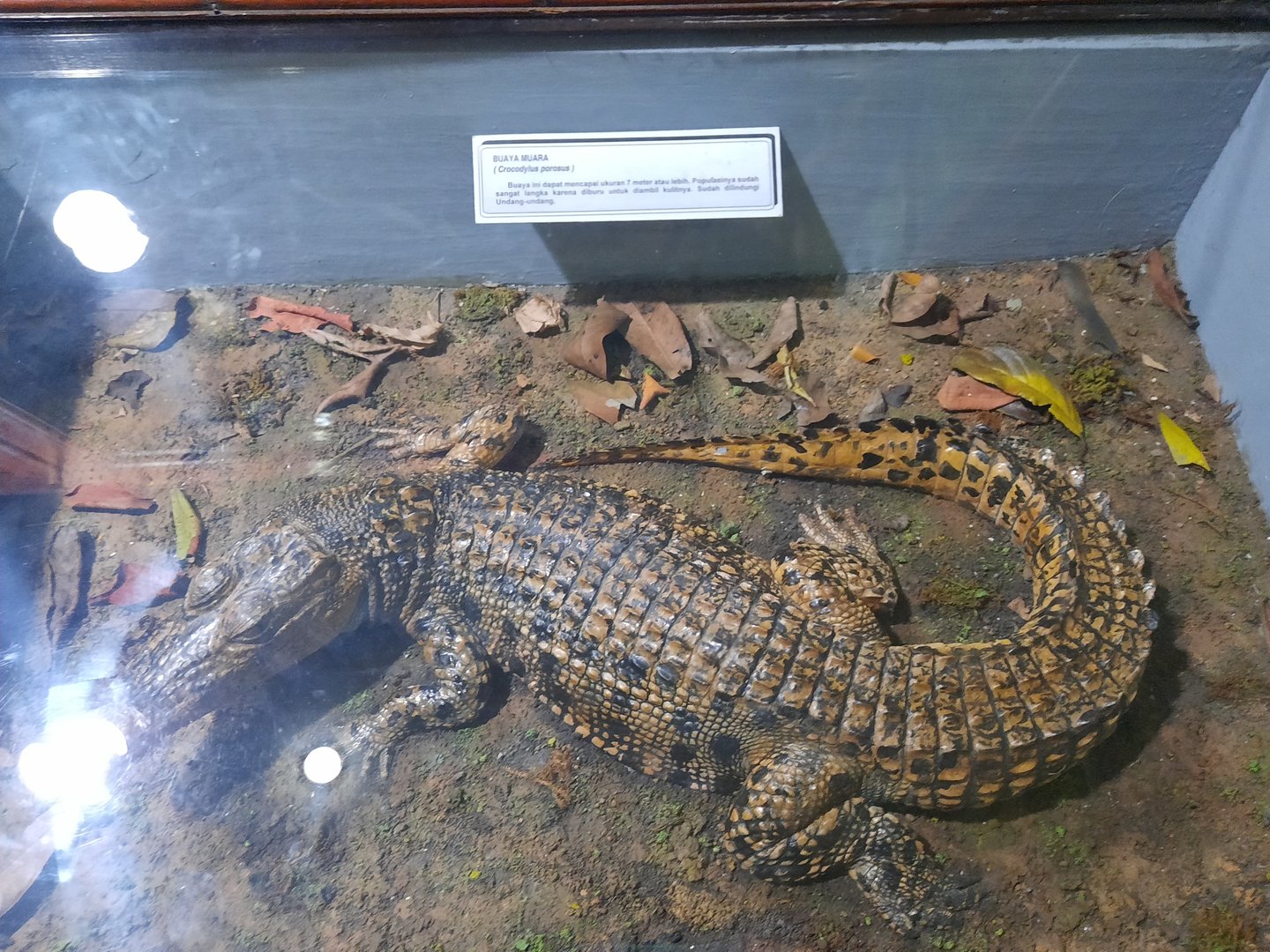 Bogor Zoology Museum - Estuarine crocodile (Crocodylus porosus)