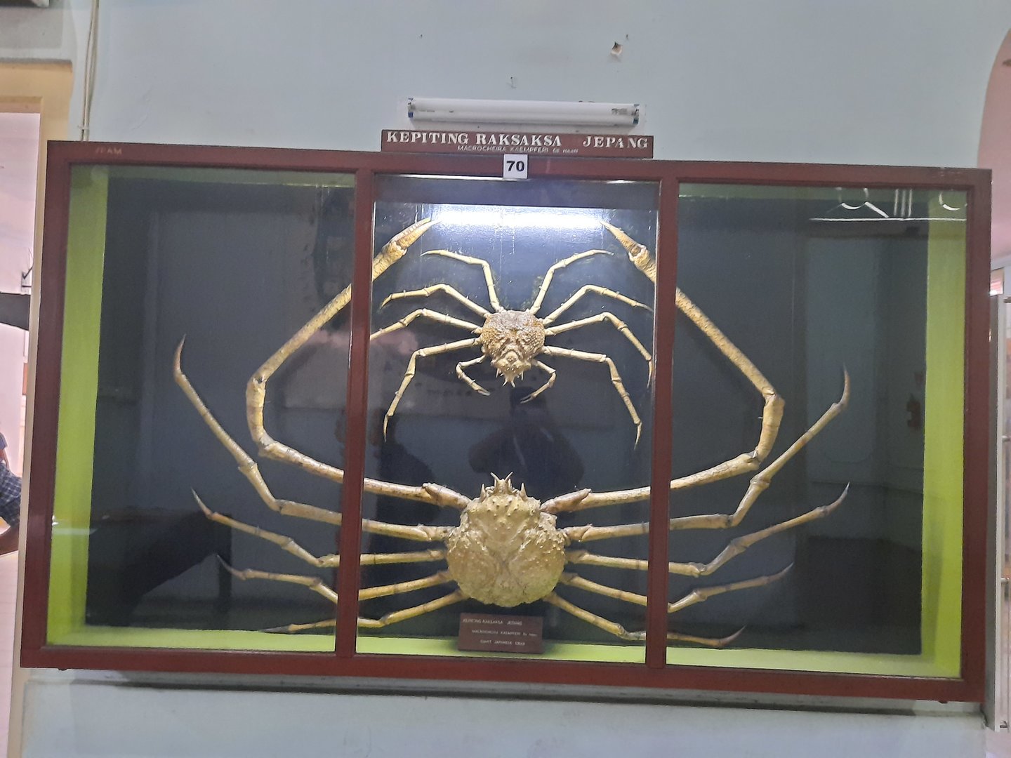 Bogor Zoology Museum - Japanese spider crab (Macrocheira kaempferi)